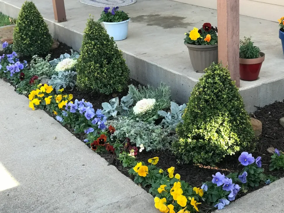 Colorful flower bed with yellow, purple, and white blooms beside a sidewalk and porch steps
