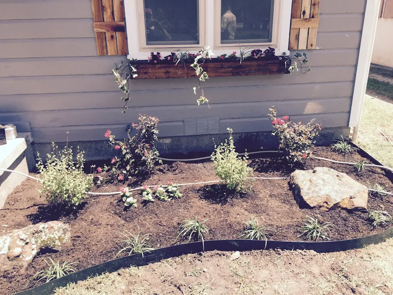 Front yard garden bed beneath a house window with small shrubs, mulch, and rocks