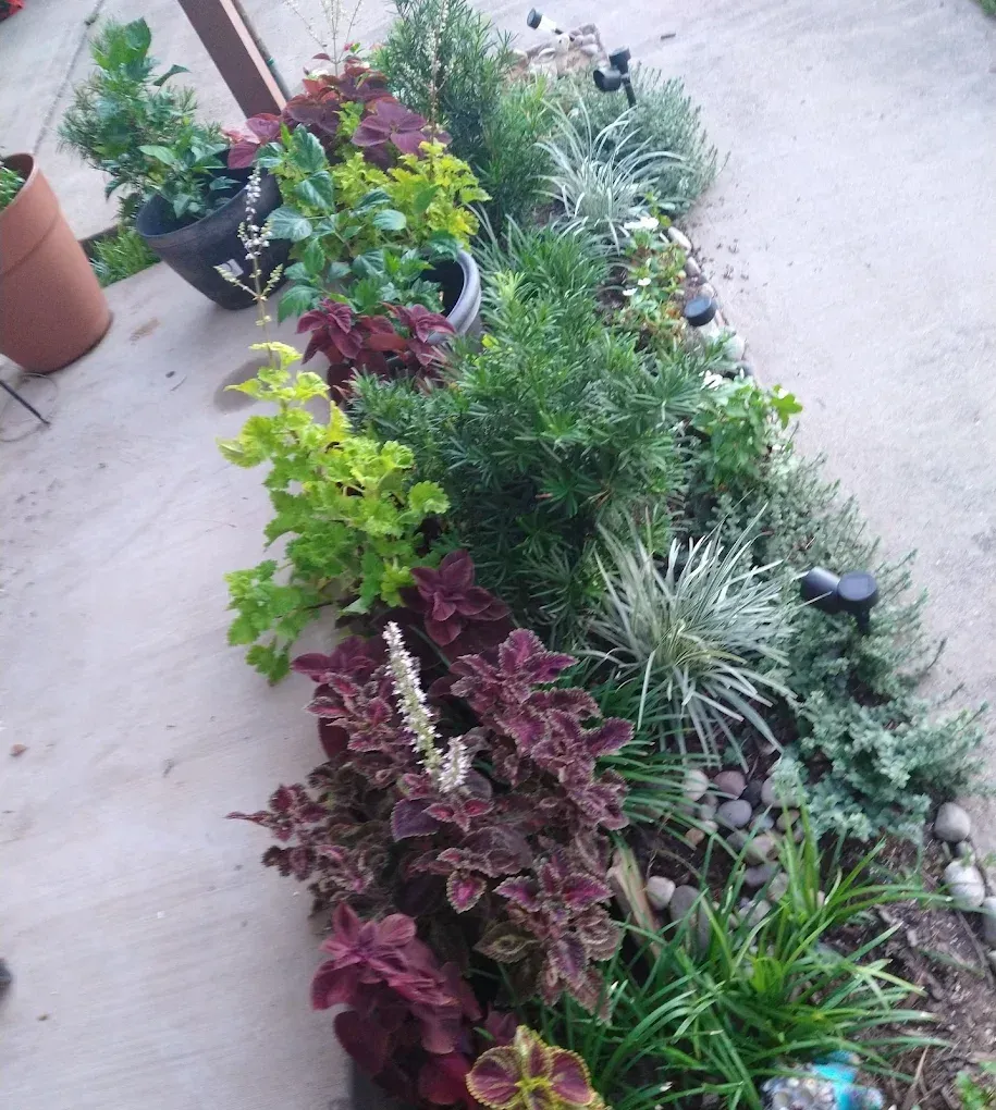Lush row of potted ornamental plants with green, purple, and silver foliage along a concrete patio