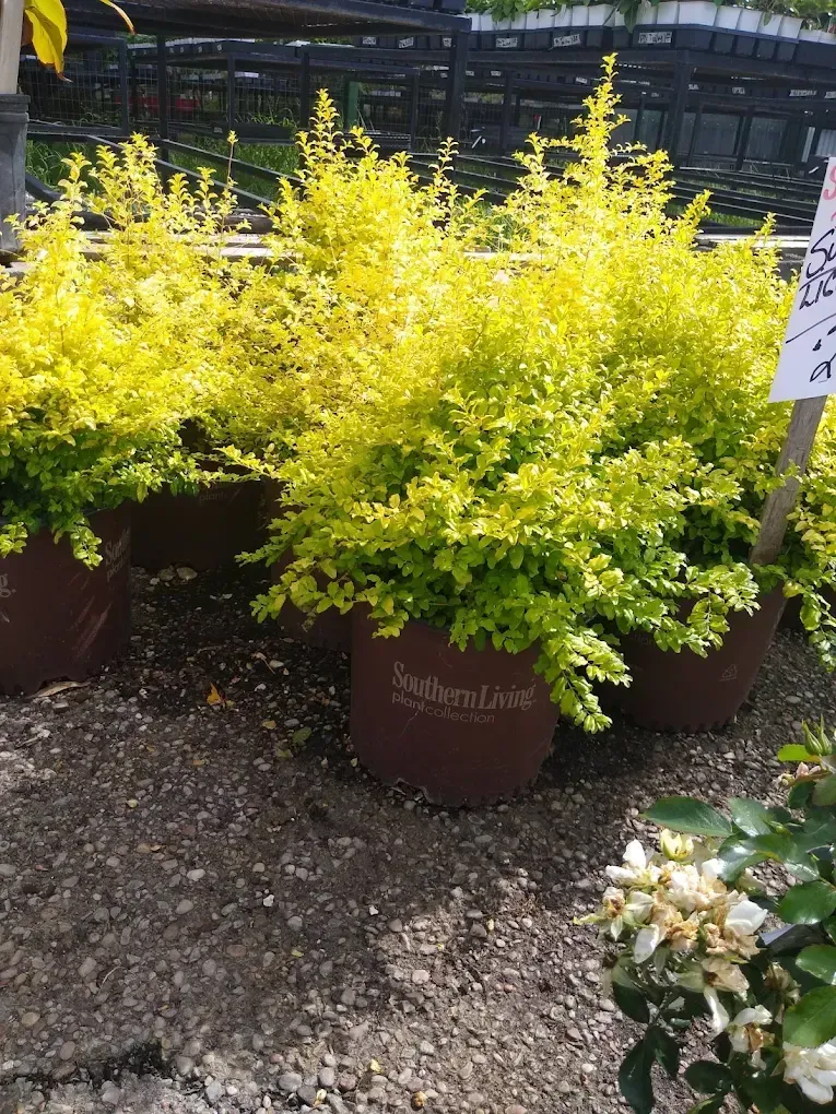 Bright yellow-green shrubs in brown pots displayed outdoors at a garden center.