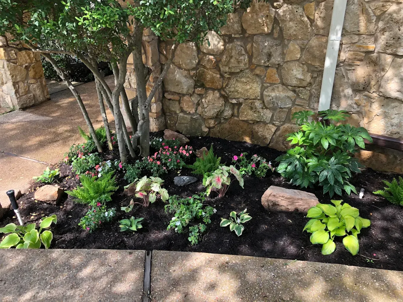 Landscaped flower bed with green and pink plants beside a stone wall and walkway.