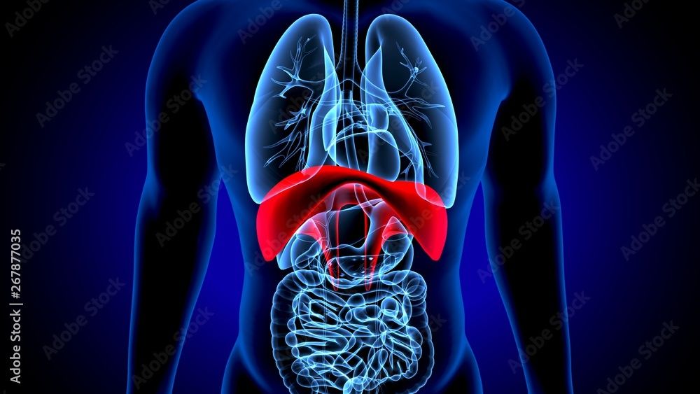 diaphragmatic breathing