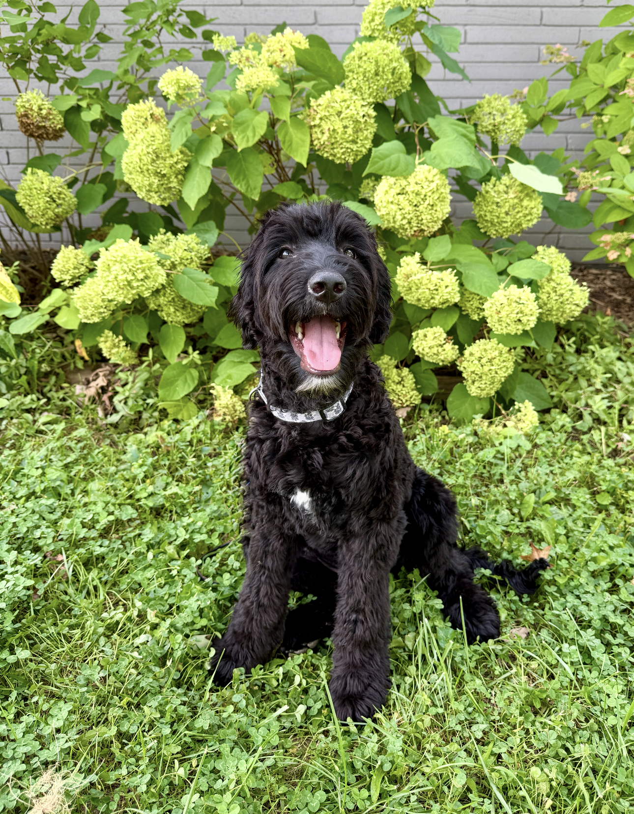 Black curly-haired dog sitting on grass in front of pale green hydrangeas, panting happily.