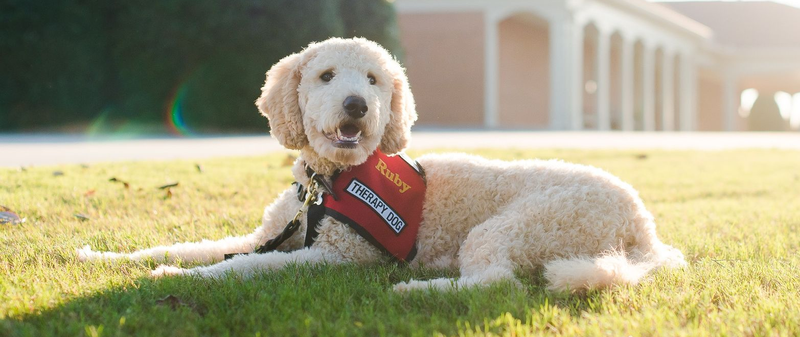 White dog wearing a red vest lies on grass in front of a sunlit campus building