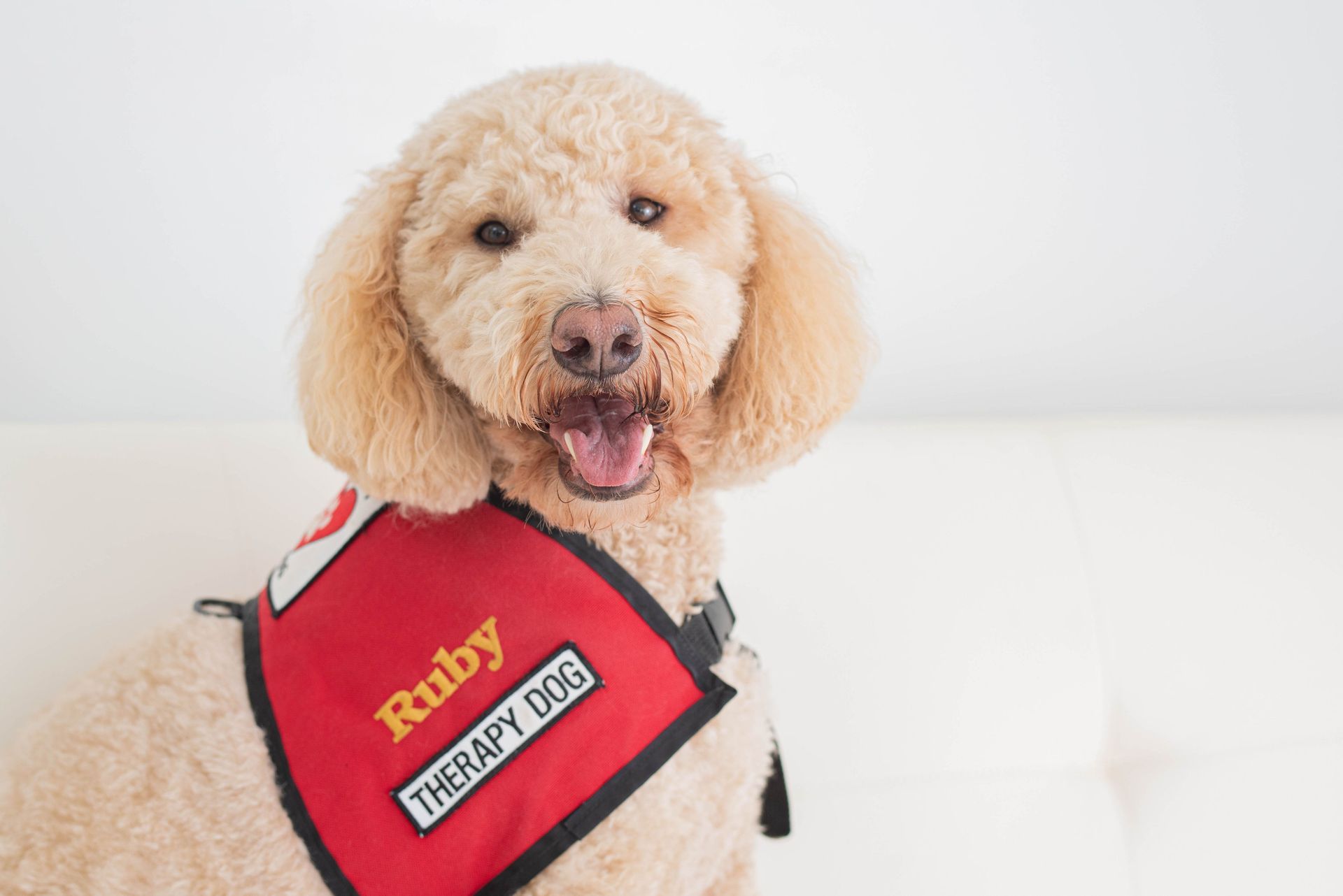 Golden poodle wearing a red service vest labeled “Ruby” and “Therapy Dog,” sitting and smiling on a white background