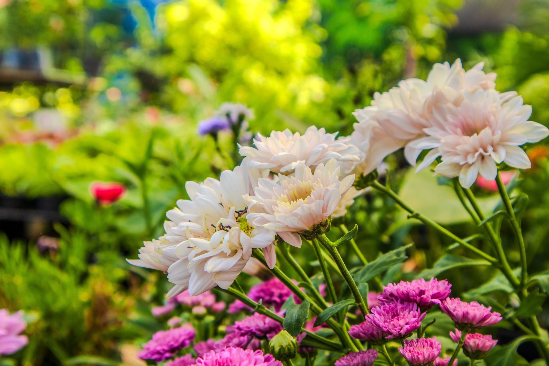 White and pink flowers blooming in a sunny garden with green foliage and purple blossoms