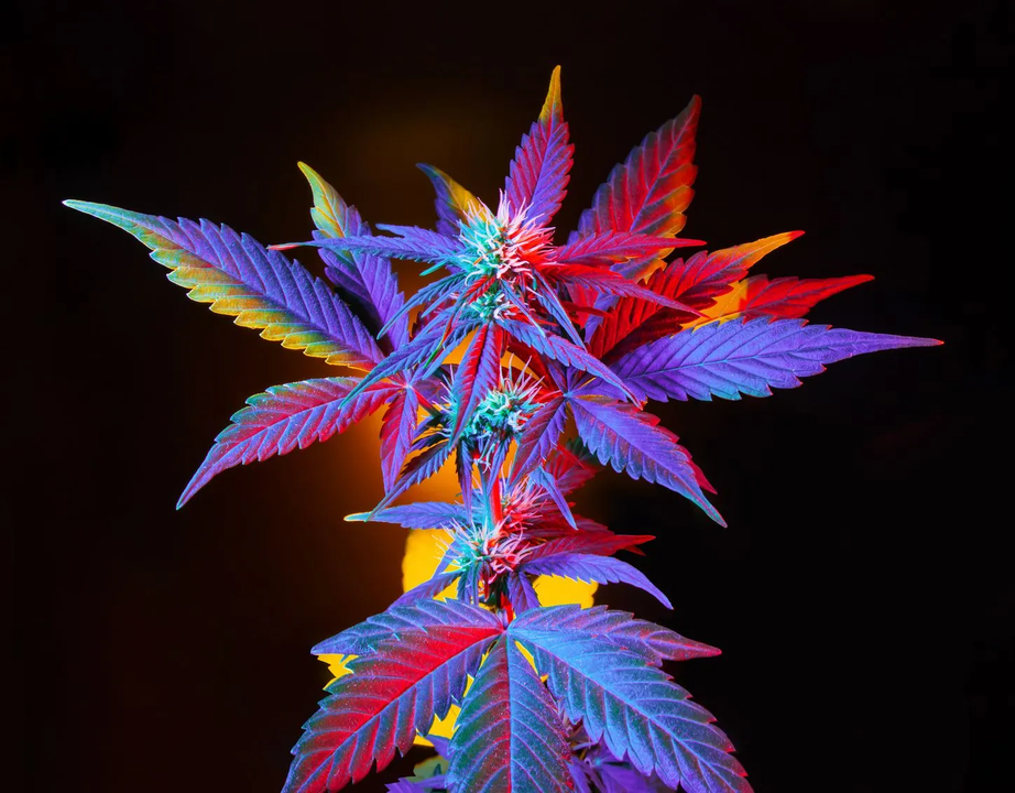 Colorful neon cannabis plant on a dark background, with purple, blue, and red leaves