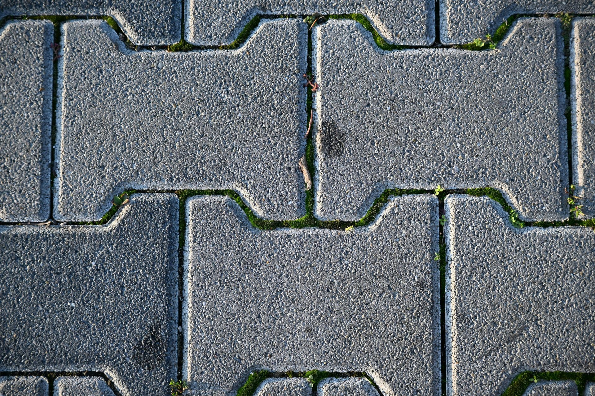 Close-up of gray interlocking stone pavers with green moss in the joints