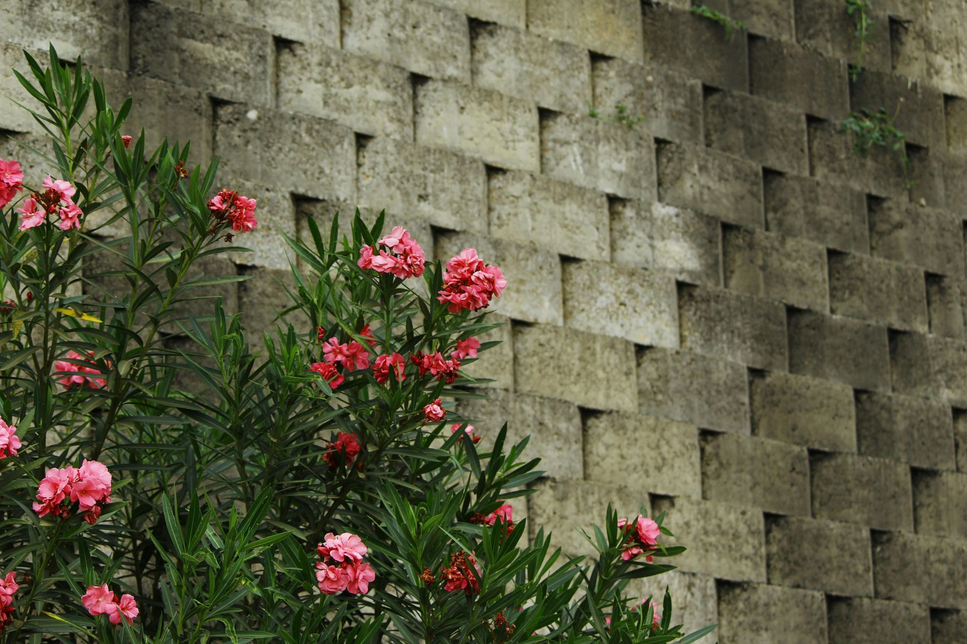 Pink flowers against a textured stone wall