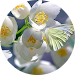 Jolanta L.