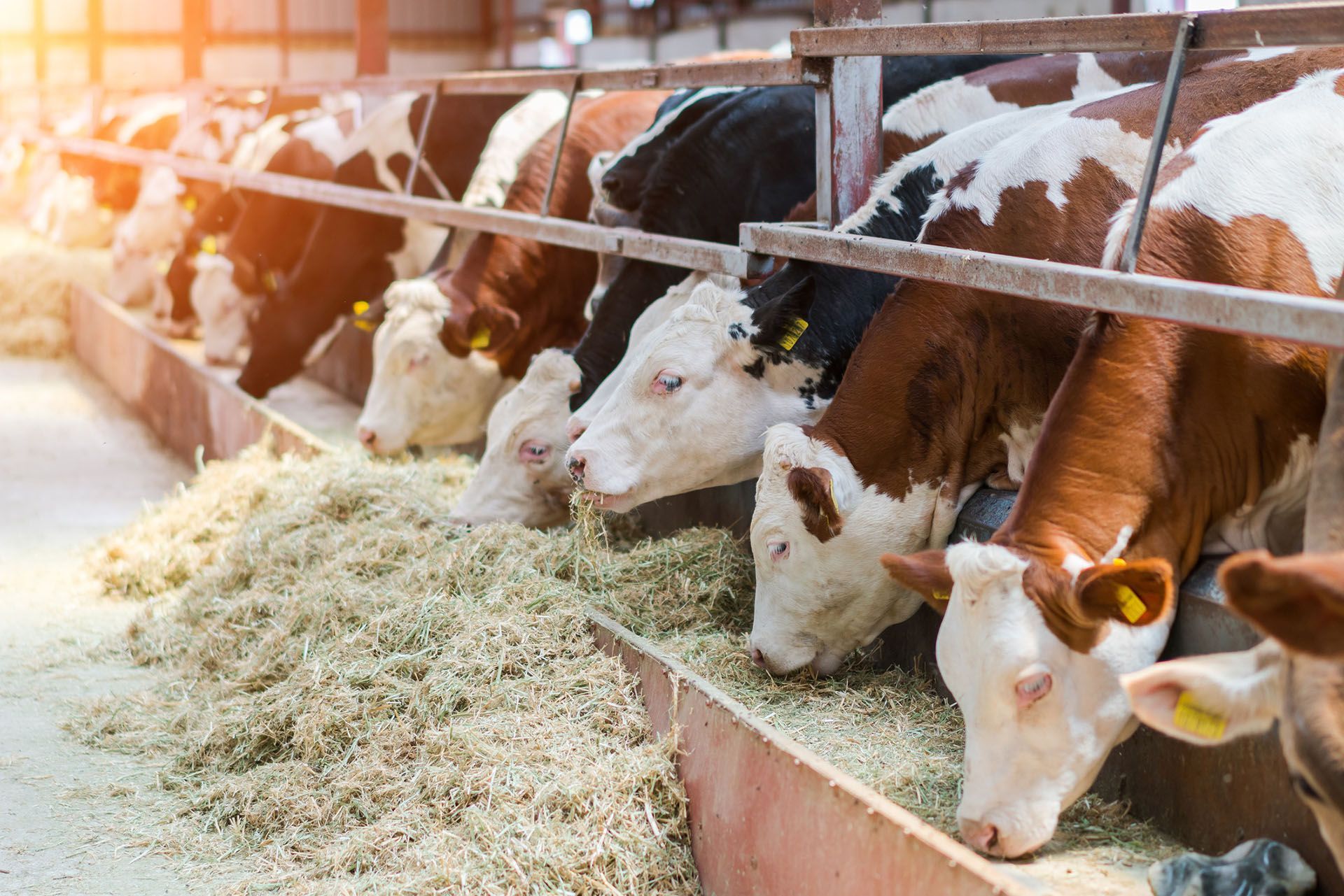 Livestock Pens — Kempner, TX — Rut Fencing