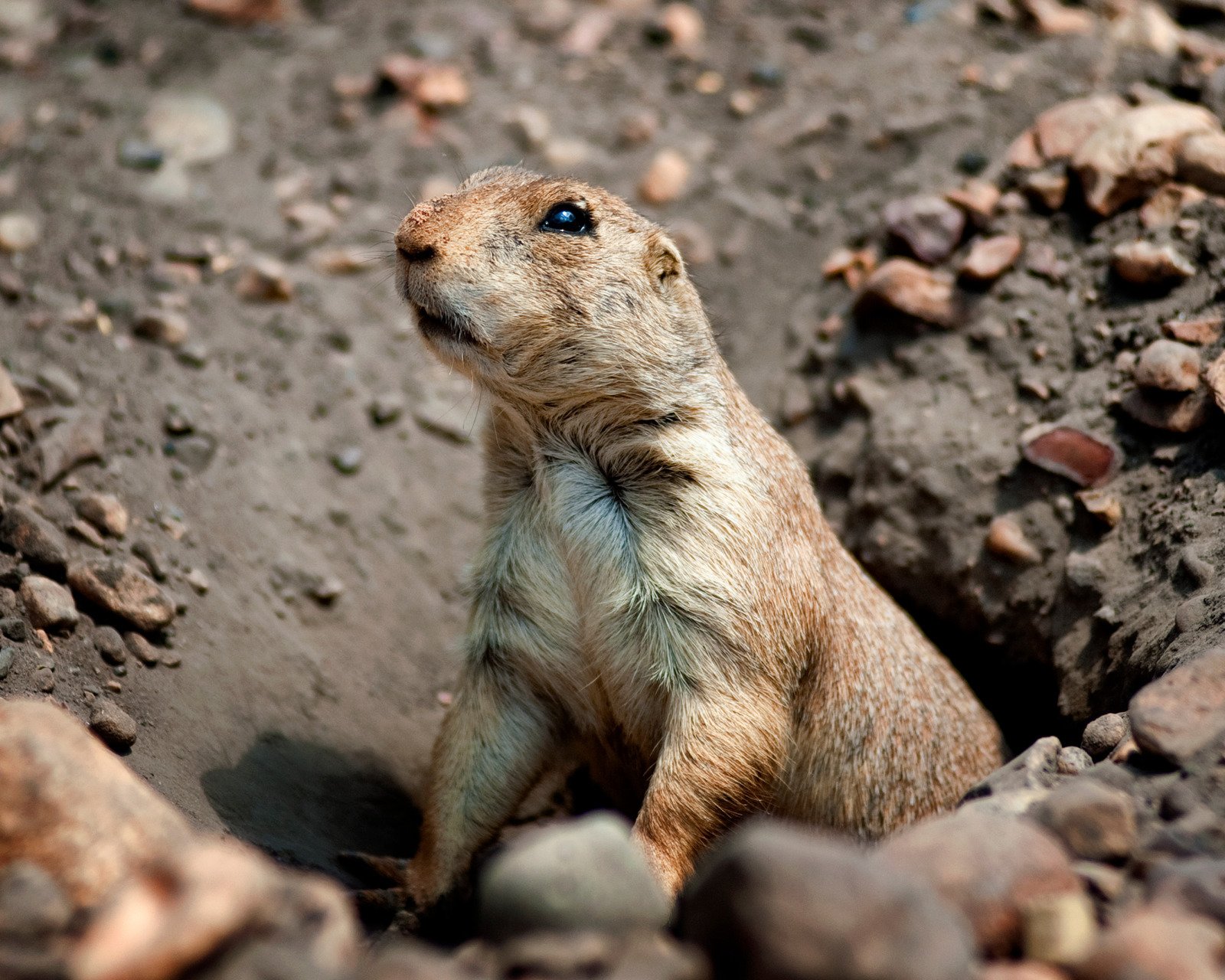 Ojai Termite & Pest Control, Inc. - Pest Control - Ventura County ...