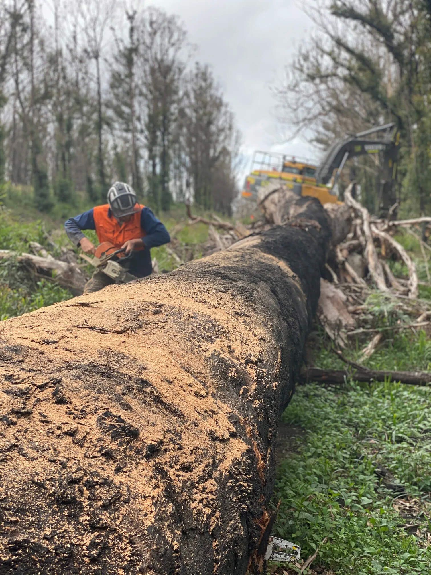 tree removal