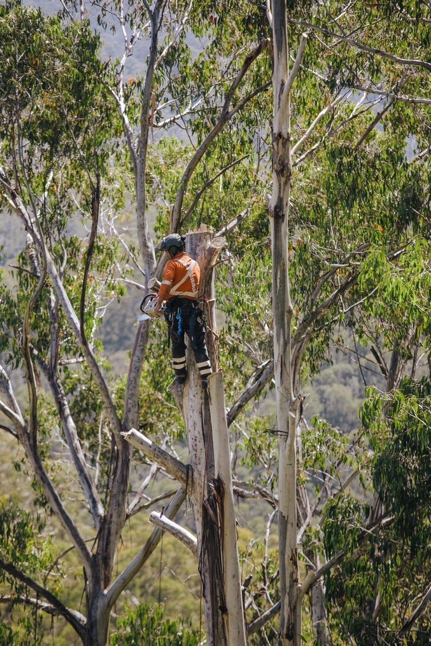 tree pruning
