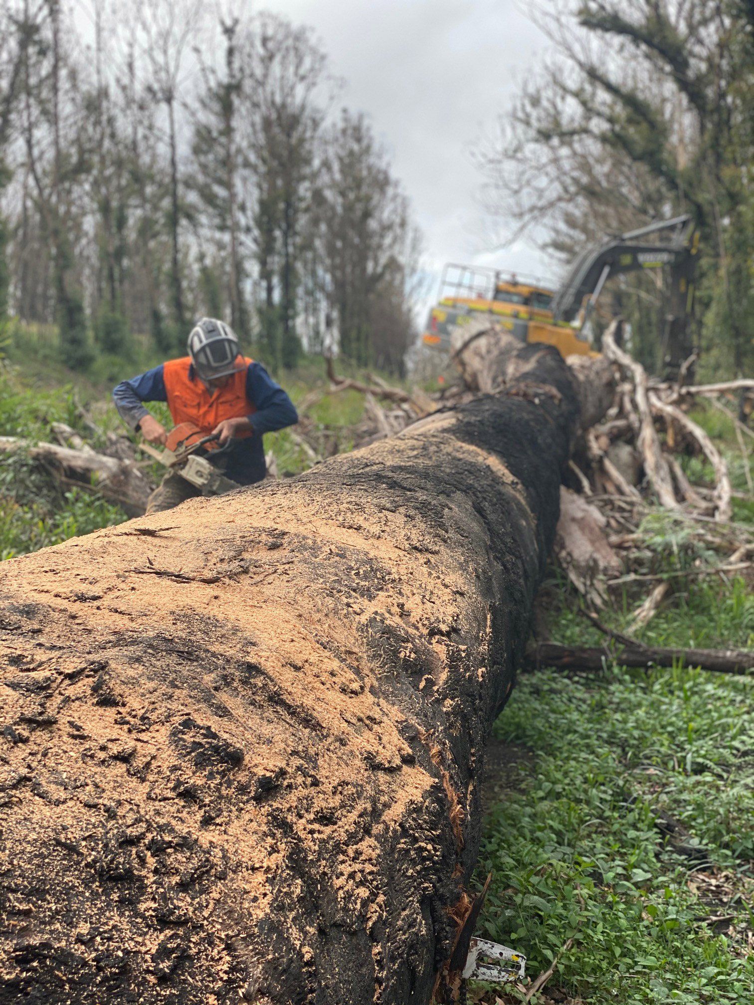 tree removal
