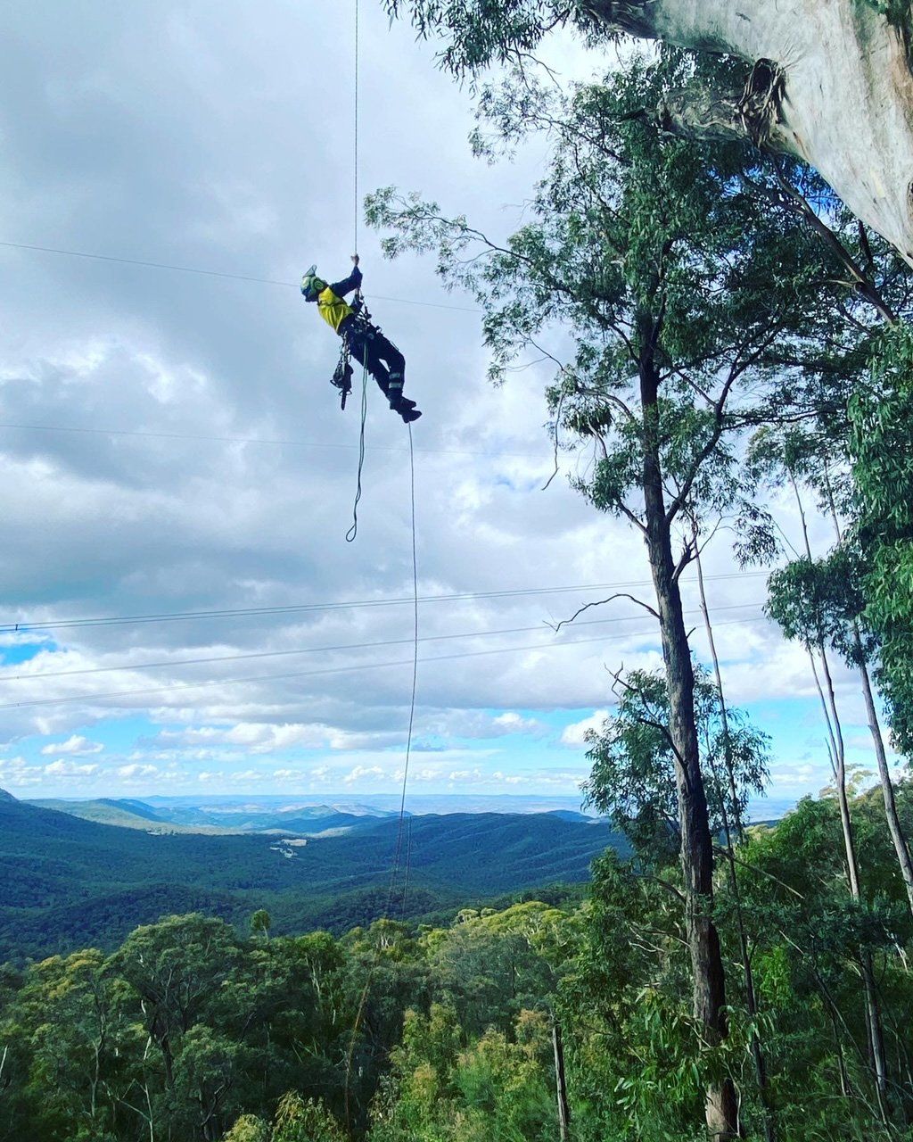 tree solutions
