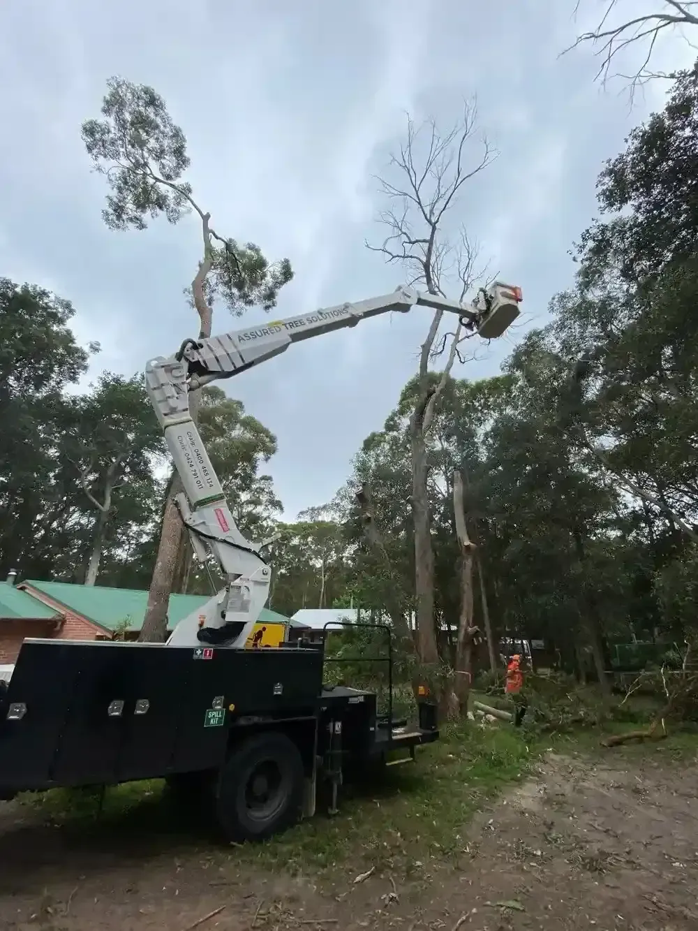 safe tree removal