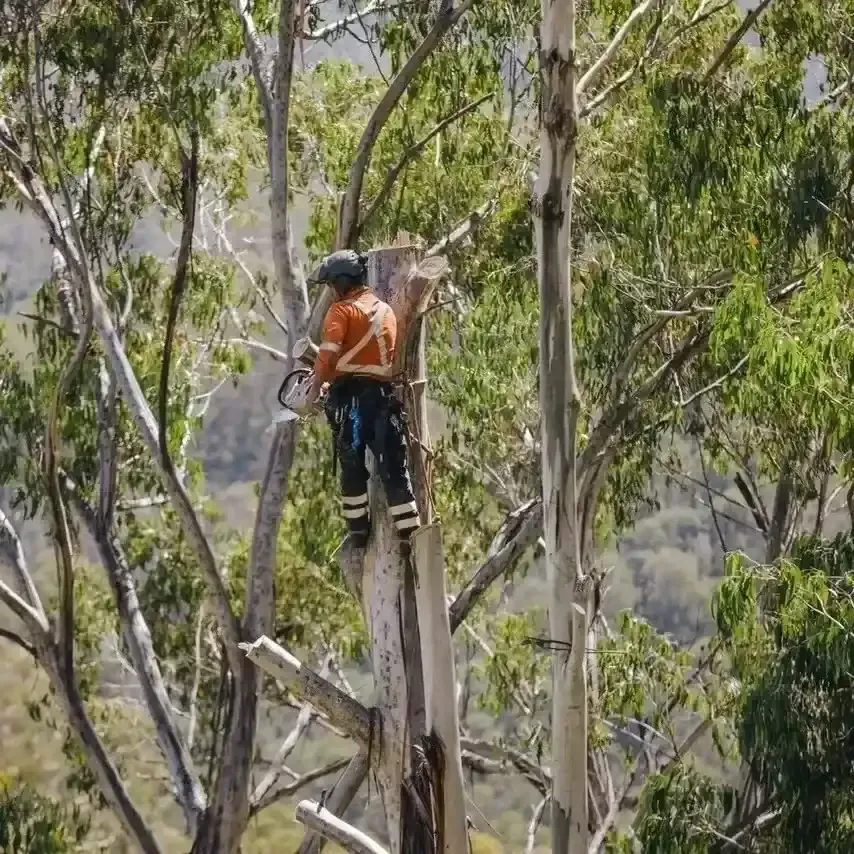 safe tree removal