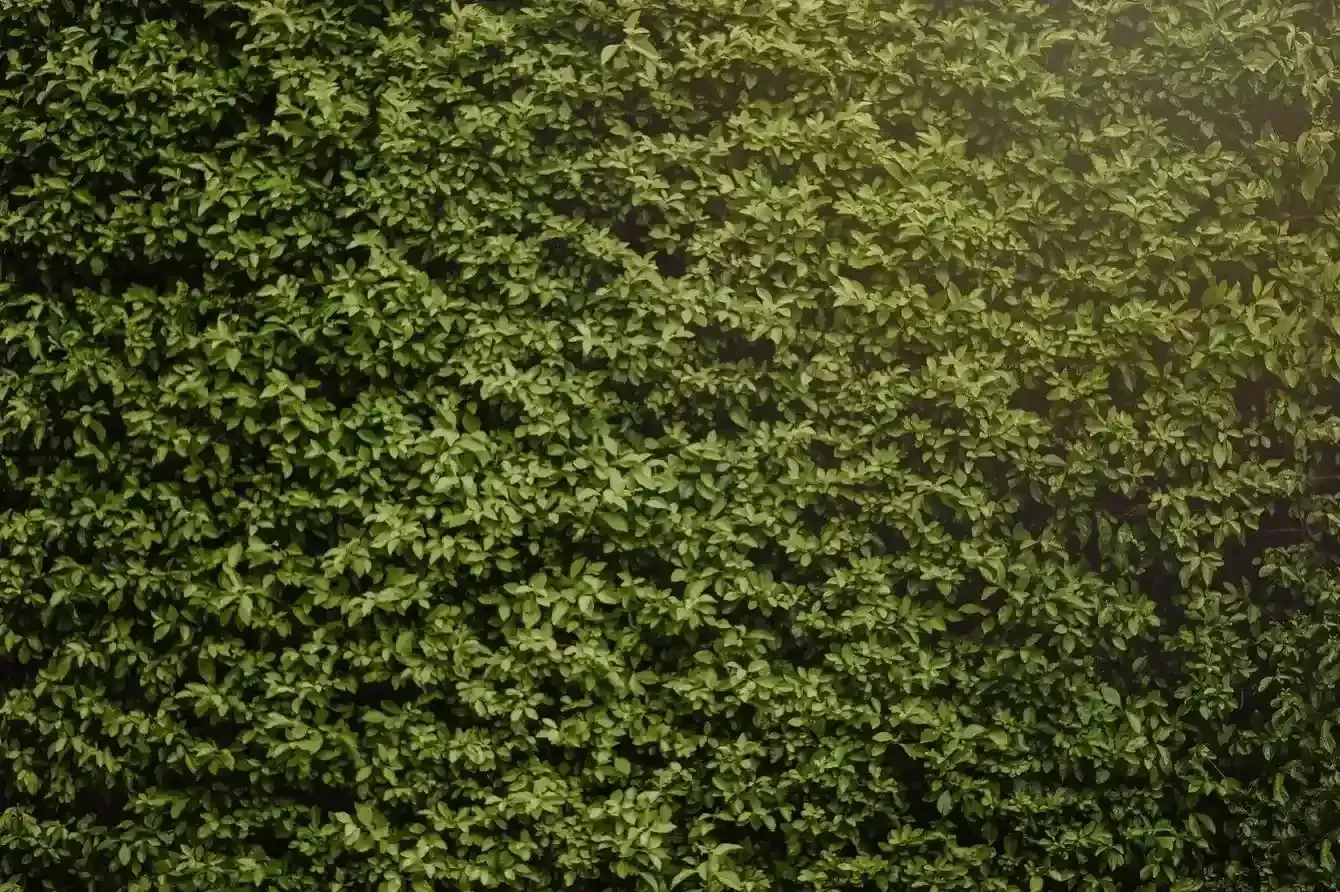 hedging