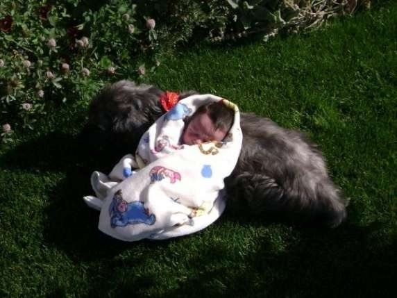 Pet Tributes Dog with baby