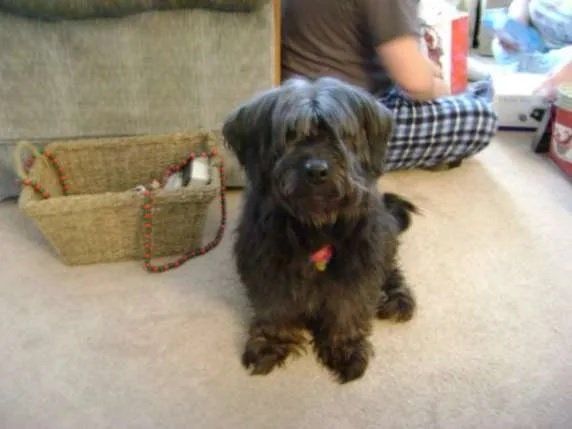 Pet Tributes Dog sitting