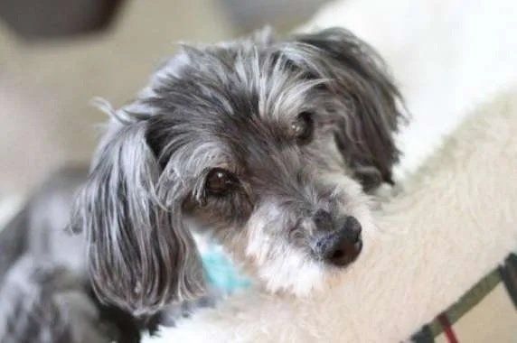 Pet Tributes Dog lying in the bed