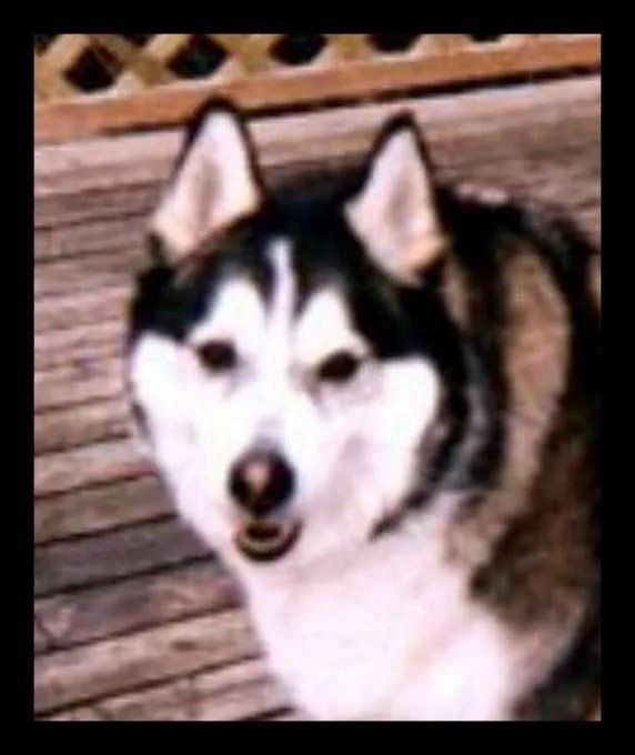 Pet Tributes Dog smiling