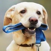Collares mascotas