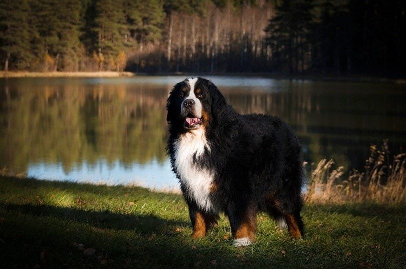 cachorros bernes de la montaña