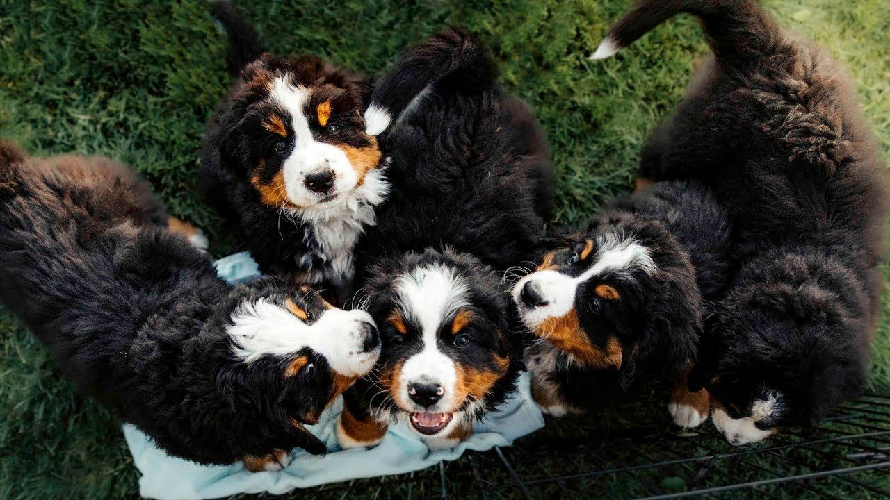 cachorros bernes de la montaña