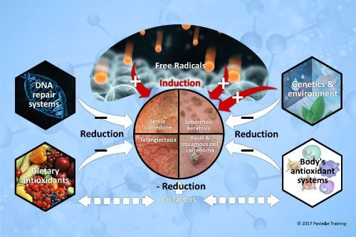 A diagram showing the different types of reduction in the body