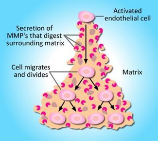 A diagram showing the secretion of mmp 's that digest surrounding matrix