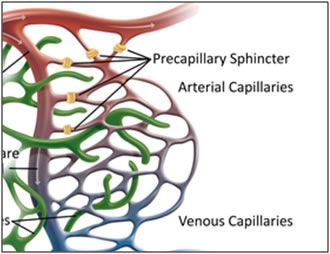 A diagram of a venous capillary showing the precapillary sphincter arterial capillaries and venous capillaries