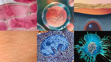A collage of pictures of different types of cells