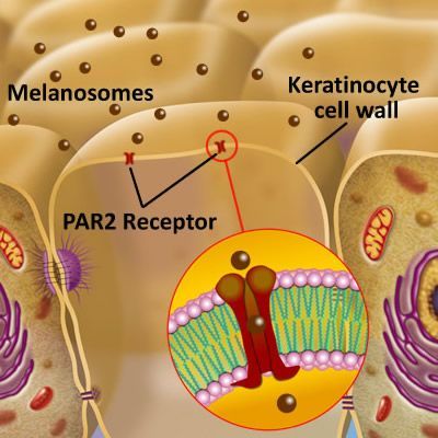 A diagram of a cell showing the keratinocyte cell wall