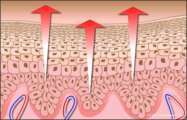 A close up of a skin epidermis layers with arrows pointing up