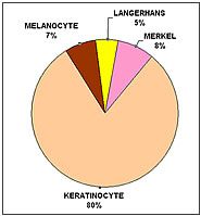 A pie chart showing the percentage of melanin in the skin.