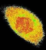 A close up of a yellow and red cell  under a microscope on a black background