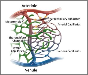 A diagram of a vein showing the arteriole , lymph capillaries , and venous capillaries.