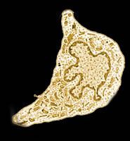A close up of a cell under a microscope on a black background
