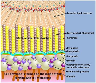 A diagram of a cell envelope is formed on the inside of the keratinocyte cell membrane