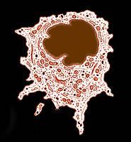 A close up of a cell under a microscope on a black background