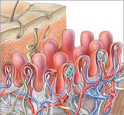 A drawing of a stomach with a snake coming out of it.
