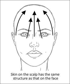 The skin on the scalp has the same structure as that on the face.
