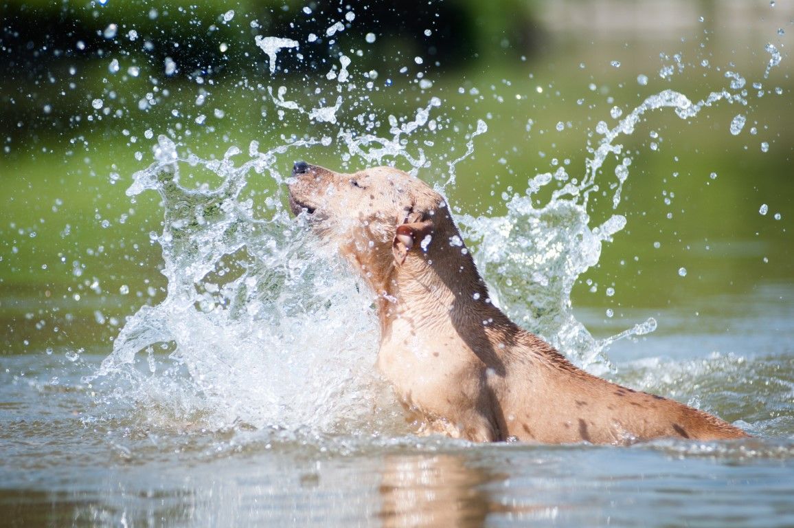 A beige pitbull terrier joyfully splashes as it exits a lake