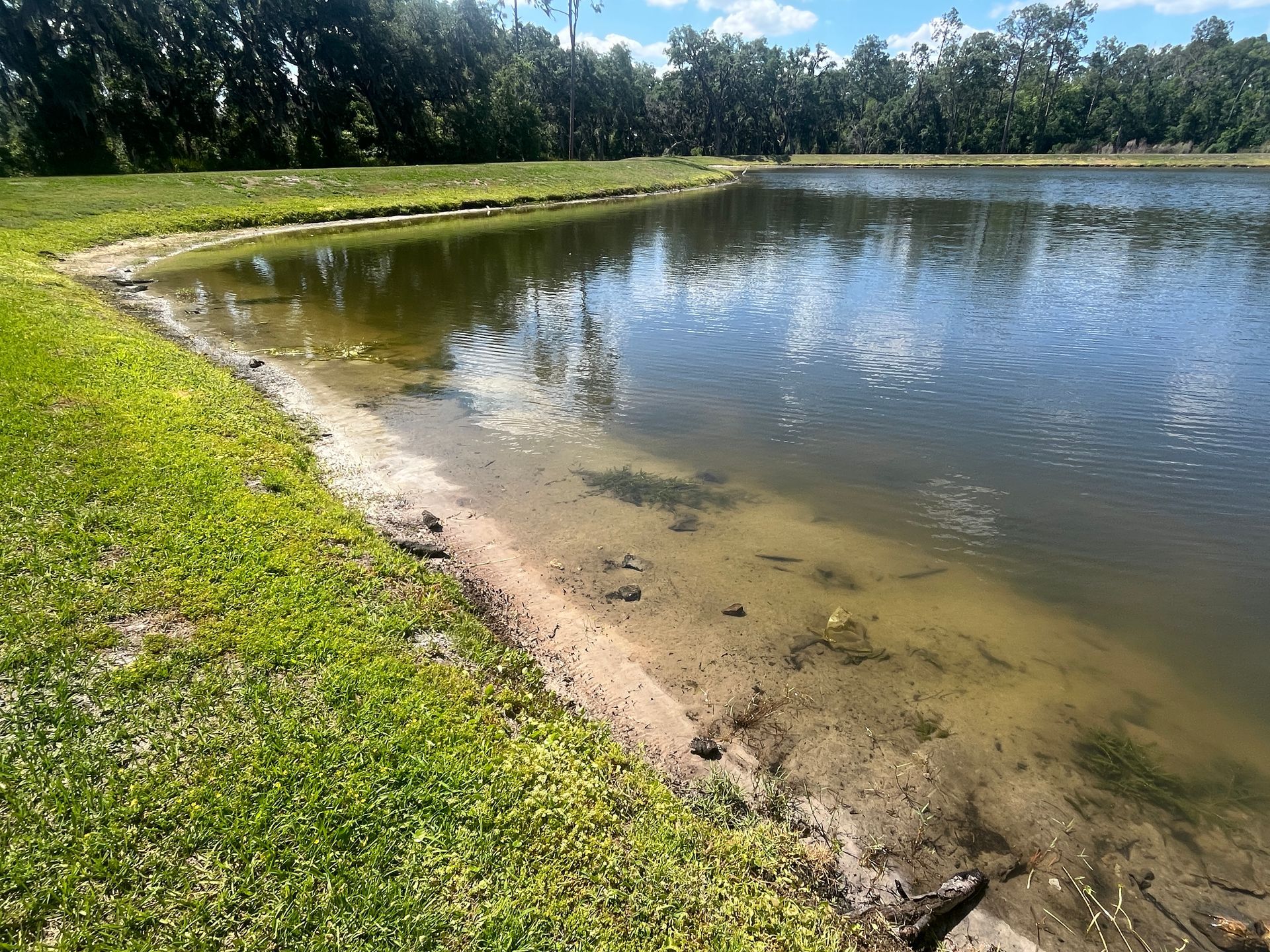 Small pond with clear water beside a grassy bank under a sunny sky