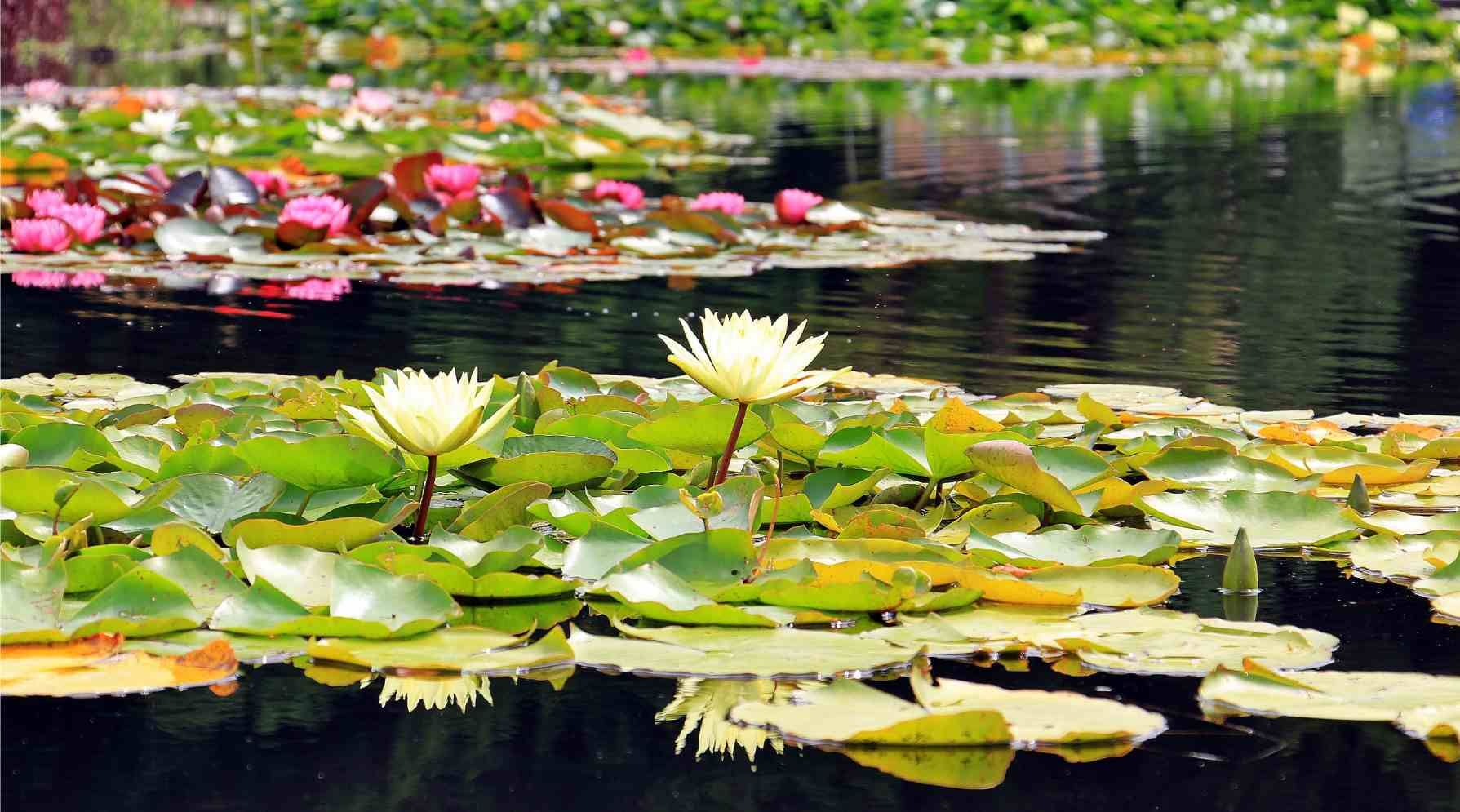 Charming backyard ponds in Tampa create a tranquil and visually appealing outdoor space.