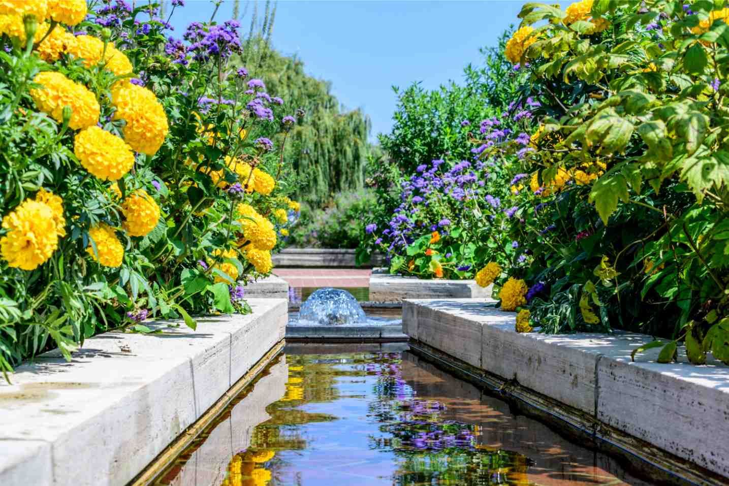A captivating water garden in North Tampa featuring a well-designed pond surrounded by a variety of plants and flowers.