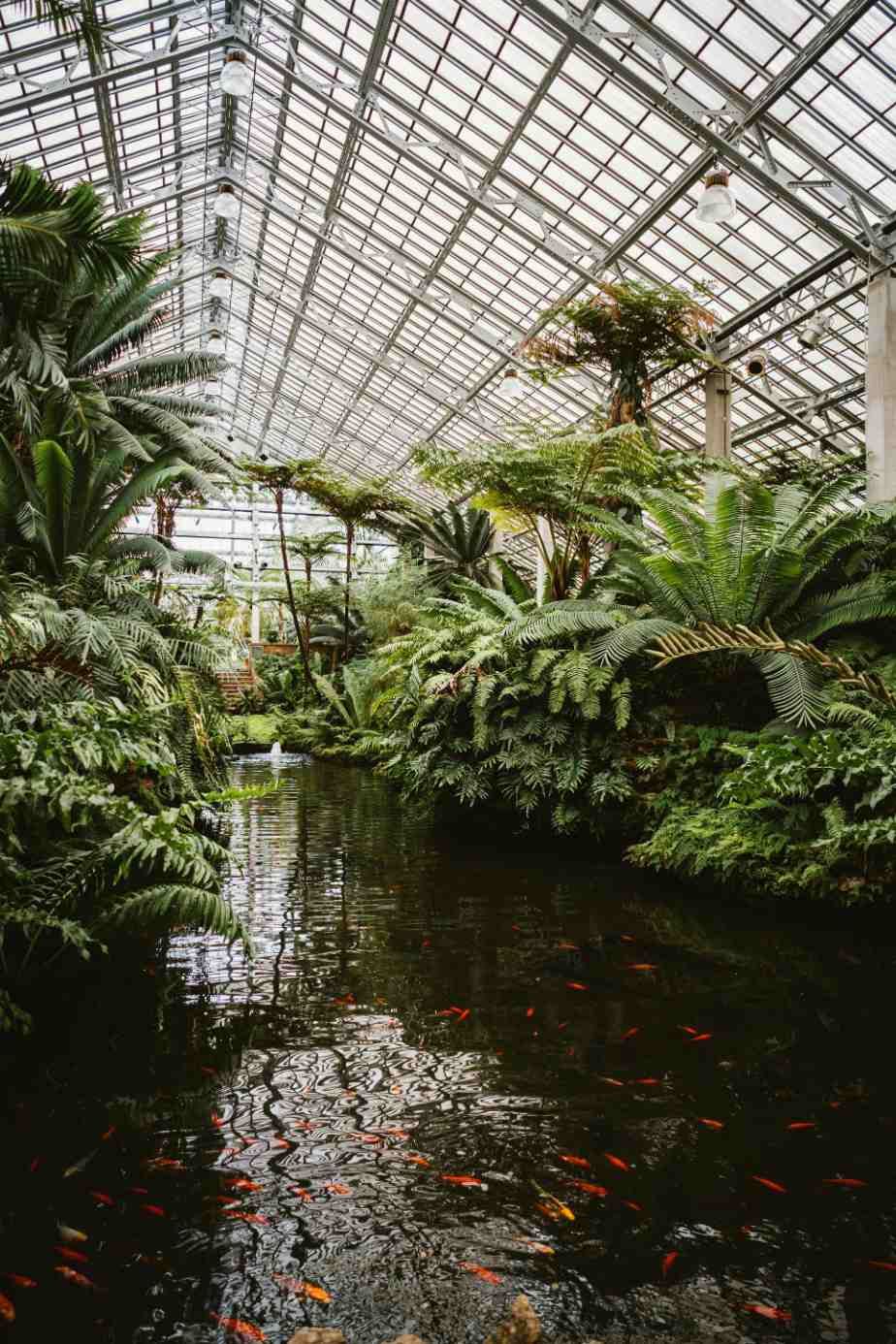 A meticulously designed water garden pond in Tampa Palms serves as an ideal habitat for Koi fish.
