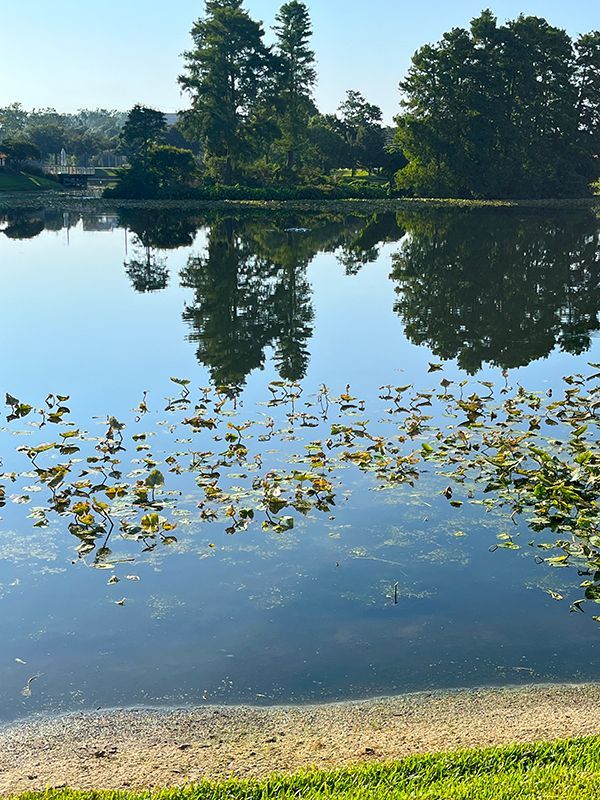 floating fountain in medium sized lake with pond plants growing near the bank
